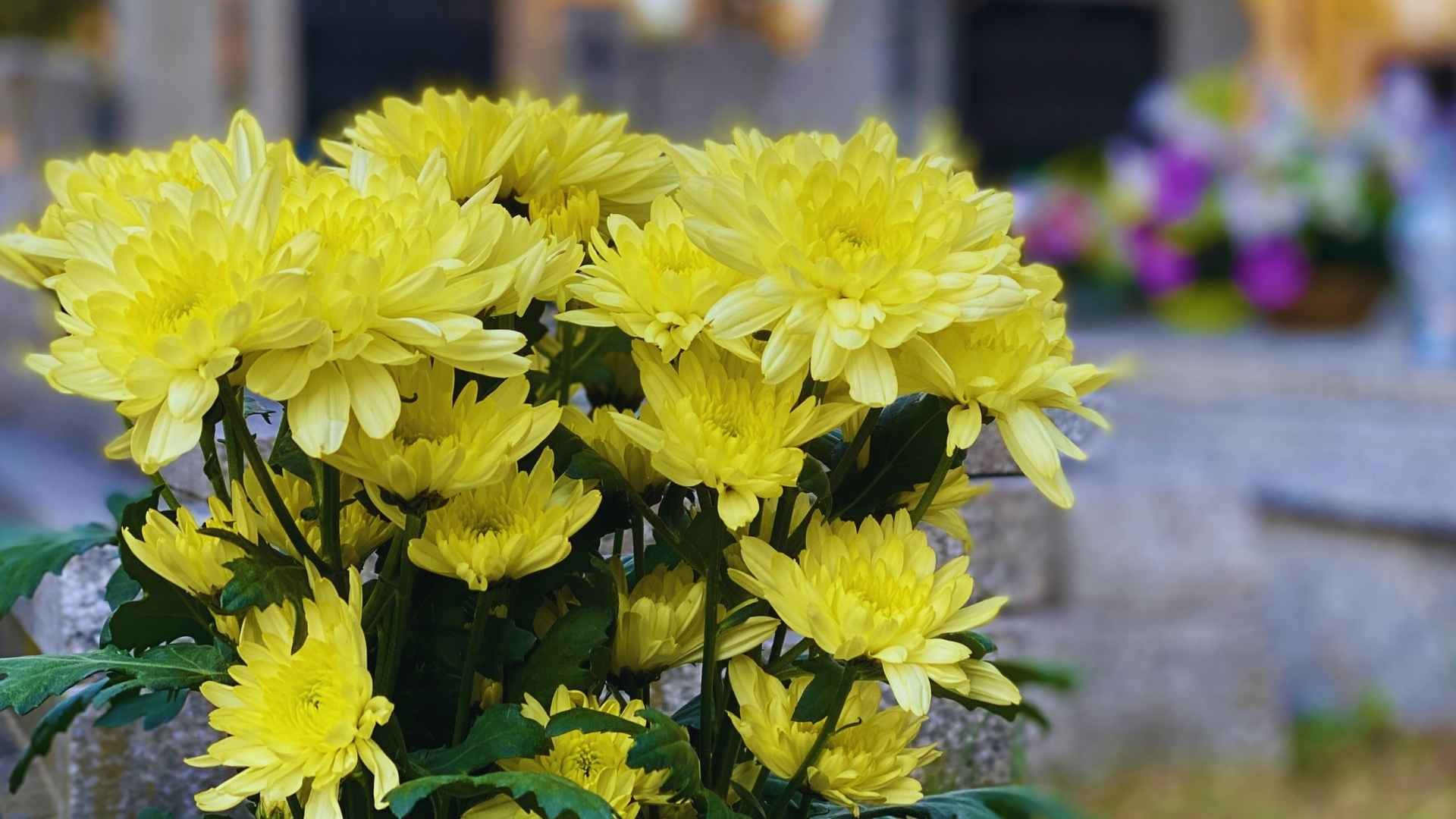 Cómo mantener en buen estado las lápidas y arreglos florales en invierno - Pompas Fúnebres San Nicolás
